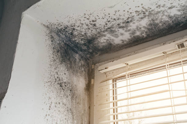 Affordable Mold Cleanup solutions in New Millport, PA